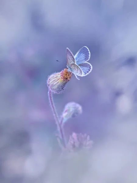 Kék Pillangó Virágon Lágy Tónusokkal — Stock Fotó