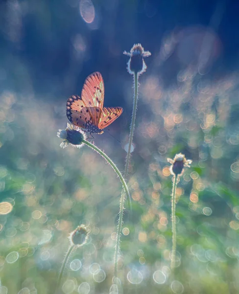Blauer Schmetterling Auf Der Blume Mit Sanften Tönen — Stockfoto