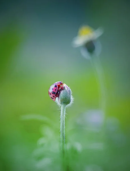 Gyönyörű Kis Katicabogarak Virág Zöld Háttér — Stock Fotó