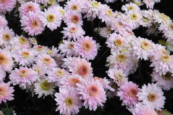 아름다운 국화가 배경 사진이다. 국화 벽지, 국화는 가을에. Crimea, Nikita botanical garden — 스톡 사진