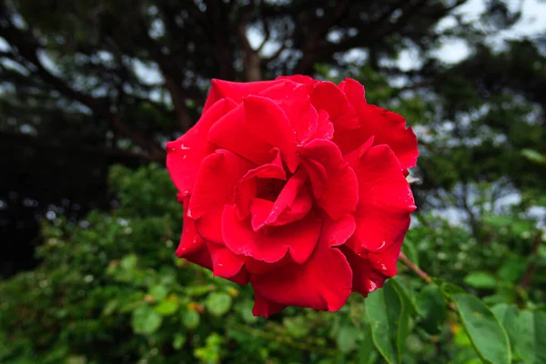 Red Rose Flower Background Lonely Rose — Stock Photo, Image