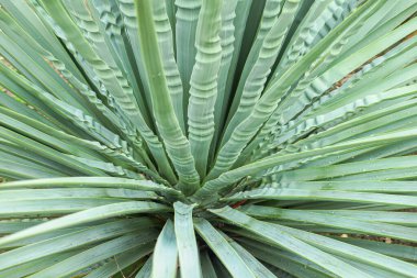 Yeşil ormanın doğal arka planı, yeşil filtreli tropikal orman. tropik yeşil