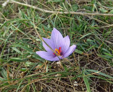 Güzel ilkbahar çiçekleri, timsahlar güneş ışığı altında çiçek açarlar..