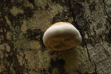 Ağaçtaki mantarlar veya mantarlar