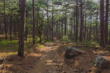 Sonbahar dağ orman manzarası. Sonbahar dağlarında orman. Dağlarda sonbahar ormanı. Sonbahar dağ manzarası