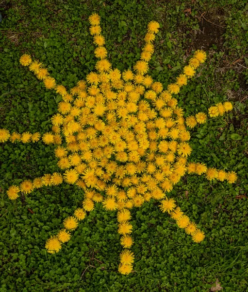 Fondo de verano con dientes de león amarillos, símbolo del sol de los dientes de león sobre un fondo de hierba —  Fotos de Stock