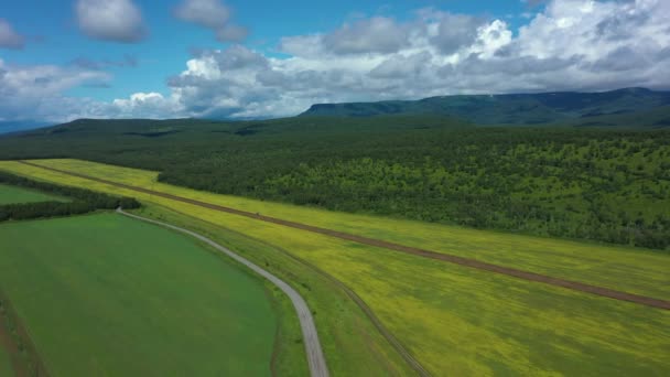 Clipe cinematográfico aéreo: Drone voando sobre um campo de trigo. O drone sobrevoa o campo de agricultura verde com linha eléctrica. Bela paisagem de verão de um campo de trigo. Vista superior para a fazenda wheatfield — Vídeo de Stock