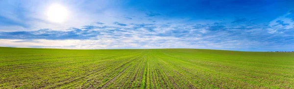 Bahar taze yeşil çimenler, güneş ve mavi bulutlar ufukta (Panorama)