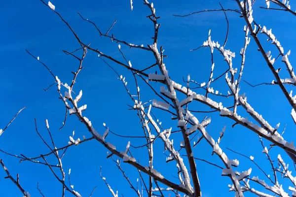 Mavi gökyüzüne karşı buz kristalleriyle kaplı ağaç dalları (Yakın plan)