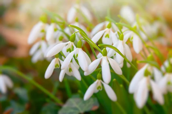 Kar damlaları (Galantus) beyaz yapraklarını açar ve bahar güneşinin ışınlarında çiçek açmaya başlar.