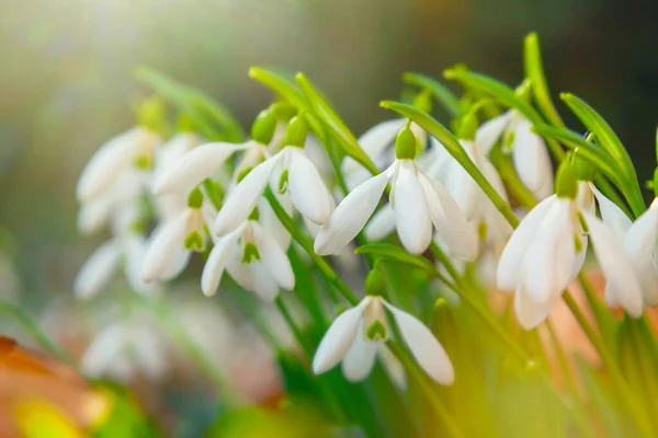 Bahar güneşinin ışınları altında beyaz kar damlası (galanthus) çiçekleri açılır