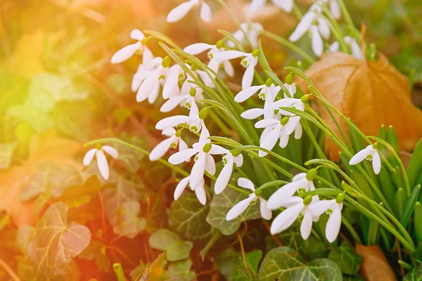 Beyaz bahar çiçeklerinin açtığı kar damlası zamanı (Galanthuslar)