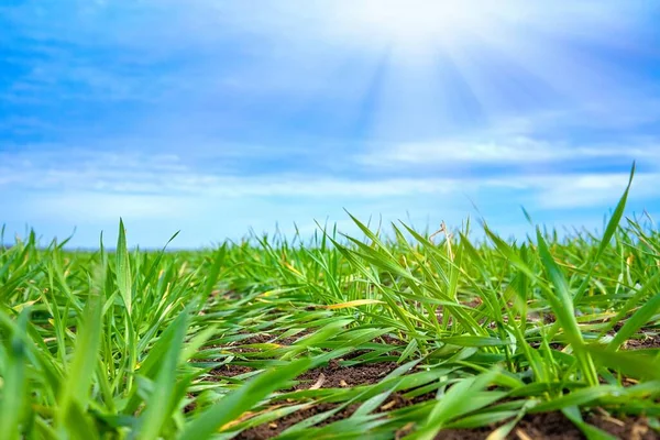 Yeşil filizlerin bulunduğu tarımsal tarlalar sırayla uzaklaşıyor.