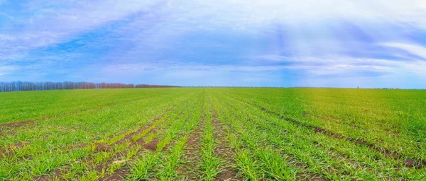 Çiftliğin tarlası kış bitkileriyle ekilir (panoramik manzara).)