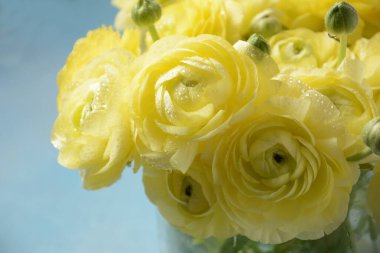 Ranunculus asiaticus ya da İran düğün çiçeği altın rengi çiçek, makro. Paskalya sarısı çiçekli arka plan. Aydınlatıcı sarı renk