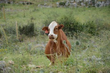 Kahverengi inek, Galilee 'nin yeşil tepelerinde Arbel Dağı' nın altında otluyor. Arbel Ulusal Parkı ve Doğa Koruma Alanı. İsrail