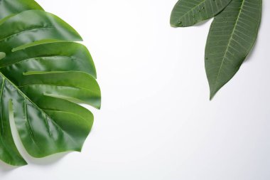 Beyaz arka planda yeşil bitkisel yapraklar. Markalaşmak için uzayı kopyala, maket yap. Canavar yaprağı arka planı. Beyaz arka planda tropik orman yaprakları
