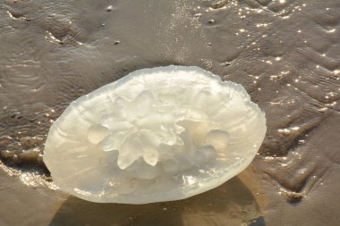Rhopilema nomadica jellyfish at the Mediterranean seacoast.  Vermicular filaments with venomous stinging cells  can cause painful injuries to people.