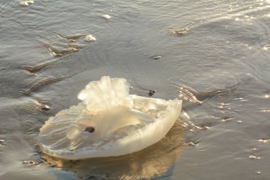Rhopilema nomadica jellyfish at the Mediterranean seacoast.  Vermicular filaments with venomous stinging cells  can cause painful injuries to people.