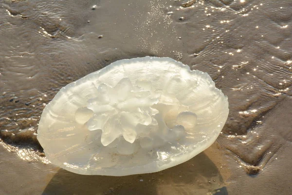 Rhopilema Nomadica Jellyfish Mediterranean Seacoast Vermicular Filaments Venomous Stinging Cells — Foto Stock