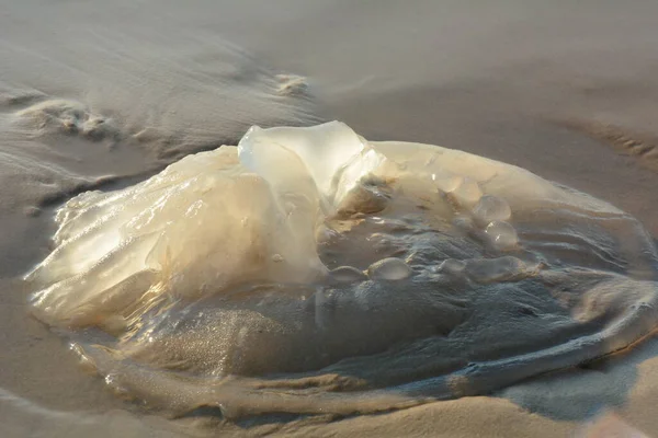 Rhopilema Nomadica Jellyfish Побережье Средиземного Моря Вермикулярные Нити Ядовитыми Жгучими — стоковое фото