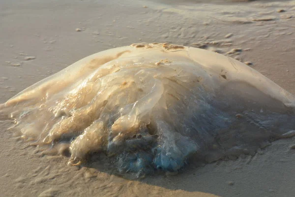 Rhopilema Nomadica Jellyfish Mediterranean Seacoast Vermicular Filaments Venomous Stinging Cells — Zdjęcie stockowe
