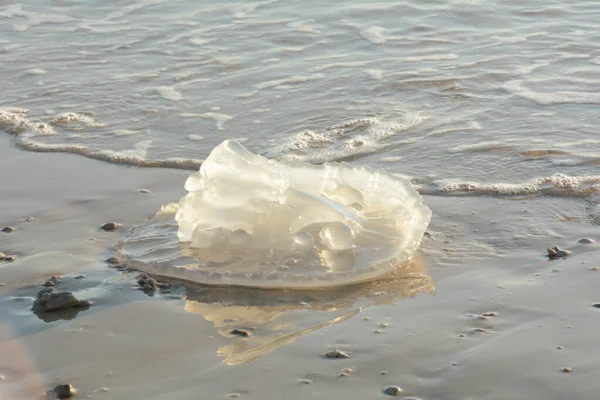 Rhopilema Nomadica Jellyfish Mediterranean Seacoast Vermicular Filaments Venomous Stinging Cells — Foto Stock