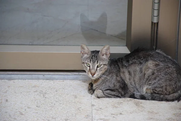 Gato Callejero Está Tirado Suelo Junto Puerta Entrada — Foto de Stock
