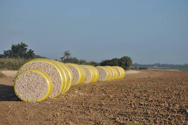 Tiempo Cosecha Algodón Pacas Redondas Algodón Cosechado Envueltas Plástico Amarillo — Foto de Stock