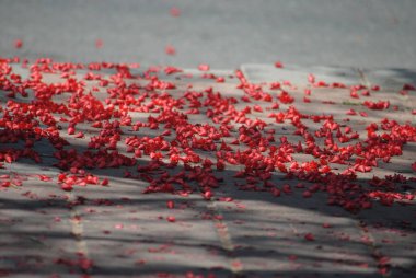 Kraliyet Poinciana Ağacı (Delonix Regia) namı diğer Ateş Ağacı veya Tavuskuşu Çiçeği. İsrail