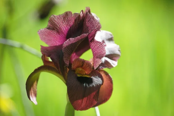 Floro Černá Iris Kvetoucí Květiny Krásné Květiny — Stock fotografie