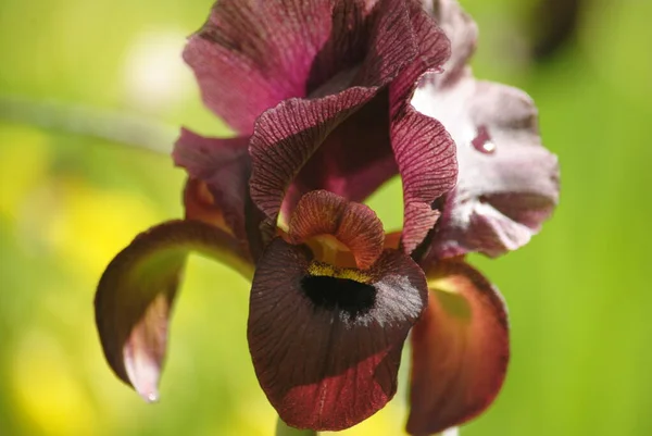 Floro Černá Iris Kvetoucí Květiny Krásné Květiny — Stock fotografie