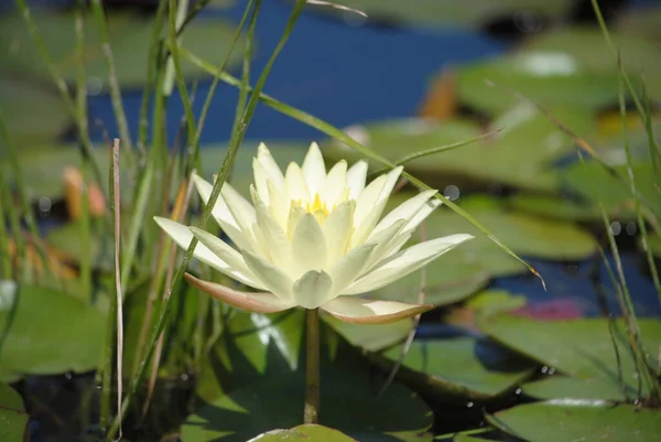 Water Lily Old Pond Decorated Colorful Water Lily — Stock Photo, Image
