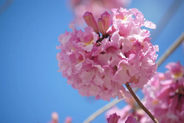 粉色小号树 Handroanthus Impetiginosus 塔贝比亚蔷薇是公园里一棵粉红色的新热带花 春季盛开 — 图库照片