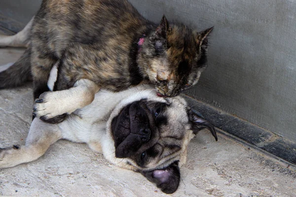Friendship, love cats and dogs. Turtle color cat licking pug dog.