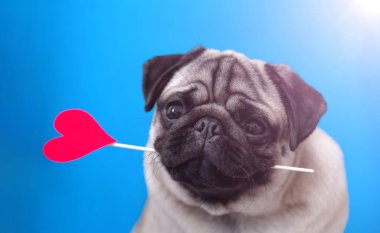 Mavi arka planda kırmızı bir kalbi ağzında tutan bir aşk köpeği. Âşık köpek, sevimli hediye.