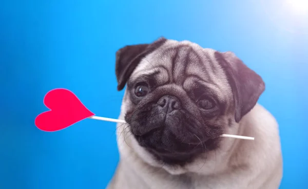 Perro Cachorro Amante Sosteniendo Corazón Rojo Boca Sobre Fondo Azul —  Fotos de Stock