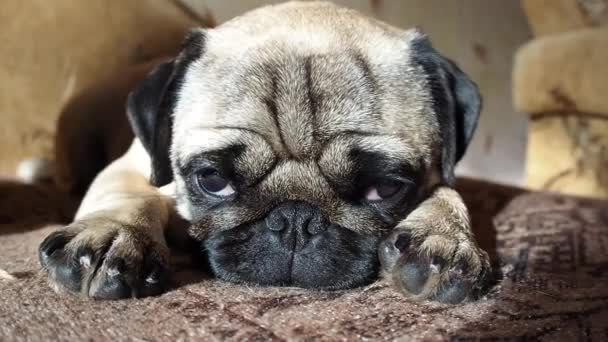 Close Rosto Cachorro Bonito Cachorrinho Pug Dormindo Pelo Queixo Perto — Vídeo de Stock