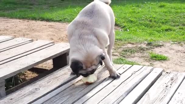 Lindo Perrito Cachorro Comiendo Una Manzana Dulce Afuera — Vídeo de stock