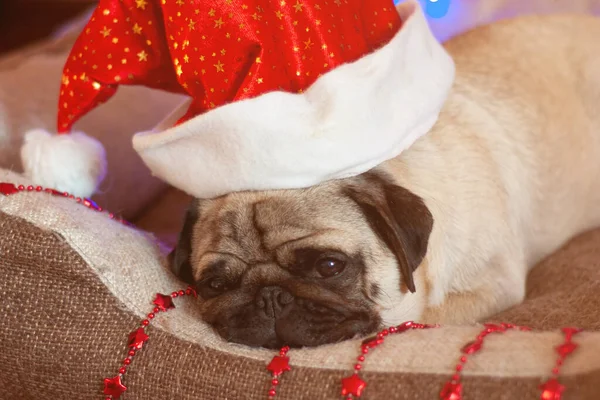 Perro Pug Navidad Con Guirnalda Sombrero Santa Claus Cama Las — Foto de Stock