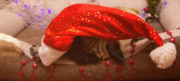 Perro Pug Navidad Con Guirnalda Sombrero Santa Claus Cama Las — Foto de Stock