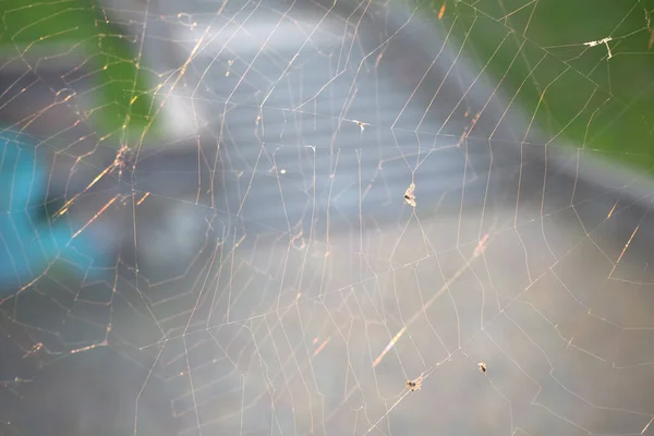 Zavřít Pavučinu Nebo Pavučinu Pakomáči Mouchami Teplém Pozadí Podzimního Západu — Stock fotografie