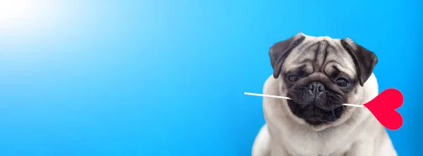 Cão Pug Amante Segurando Coração Vermelho Boca Fundo Azul Banner — Fotografia de Stock