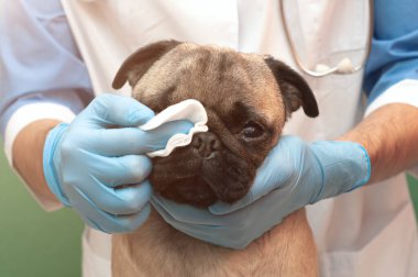 Klinikteki veteriner köpeğini muayene ediyor. Düz yüzlü köpeklerin burun ve kıvrımlarına özen ve hijyen, pamuk pedlerle nemi temizler. Günlük prosedürler