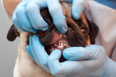 Doktor pug köpeğinin dişlerini, lateks eldivenli veteriner ellerini, köpeğin ağız temizliğini, hasta ve yakın plan görüntülerini inceliyor.