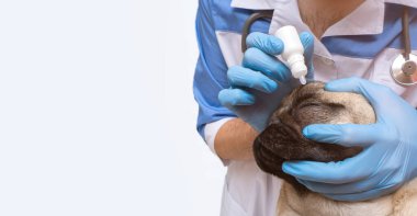 Klinikteki köpek gözüne damla damlatan veterinerleri kapatın. Kopyalama alanı olan pankart