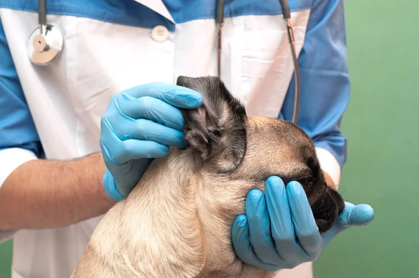 Primer Plano Cachorro Perro Tener Chequeo Oreja Por Veterinario — Foto de Stock