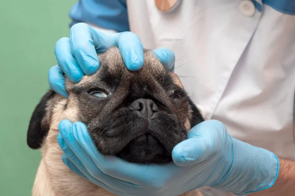 診療所の獣医師が犬を調べます 平面犬の折り目と鼻のケアと衛生 毎日の手順 — ストック写真
