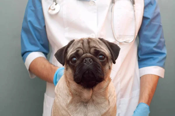 Medic Veterinar Control Medical Câine Pug Publicitatea Unei Clinici Pentru — Fotografie, imagine de stoc
