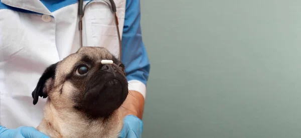 ブタ犬は鼻にタブレットを置いて獣医師からの注文を待っています ペットの治療と医療食品のサプリメントの概念 コピースペースのバナー — ストック写真